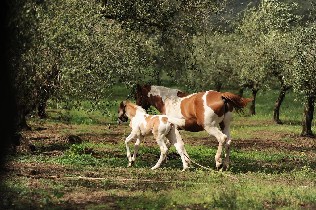 Agriturismo Frantoio Mafrica Limbadi Екстер'єр фото