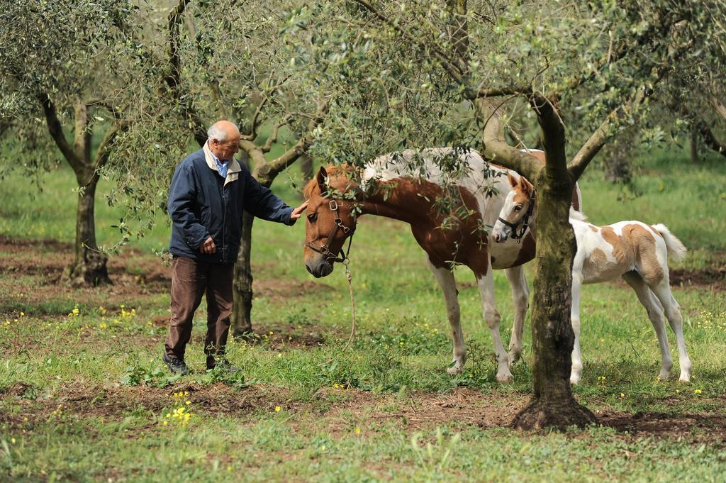 Agriturismo Frantoio Mafrica Limbadi Екстер'єр фото