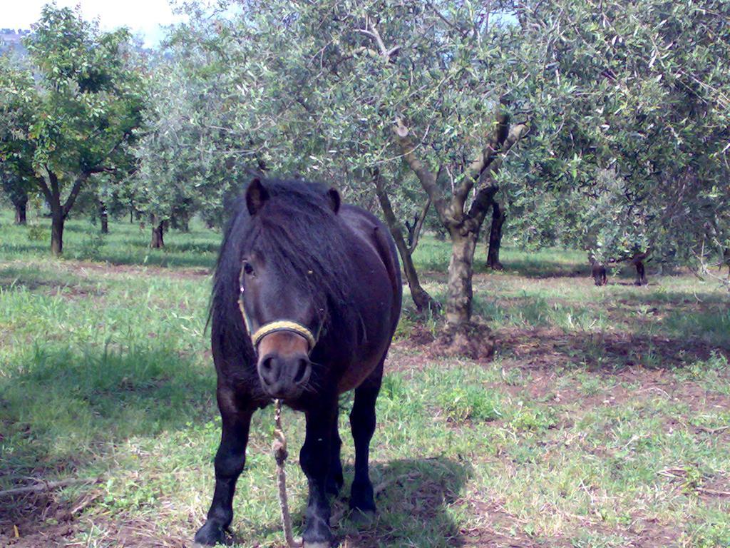 Agriturismo Frantoio Mafrica Limbadi Екстер'єр фото