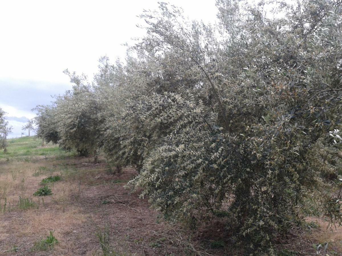 Agriturismo Frantoio Mafrica Limbadi Екстер'єр фото